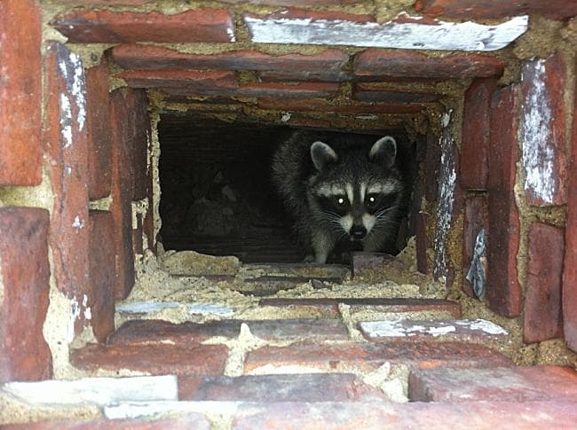 Friendly Sweep Chimney Cleaning chimney services work photo 5 - Professional chimney cleaning and repair in Medina, Oregon