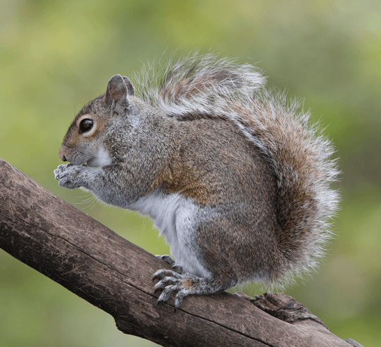 Atlanta Chimney Sweep Pro thumbnail 2